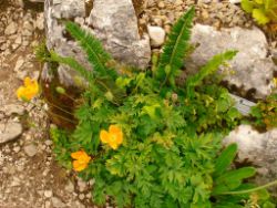 2013-08-18_Regina-F-Rau_Schachen_Blumen  (063).JPG
